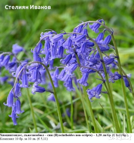 Хиацинтоидес, лъжезюмбюл – син (Hyacinthoides non-scripta) – луковици, снимка 1