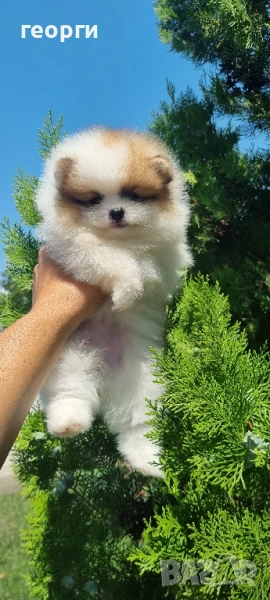 померан мини померан, снимка 1