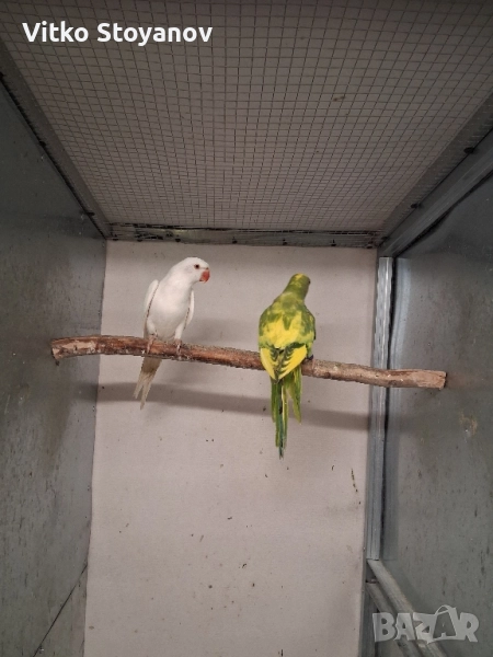 Малък Александър, снимка 1