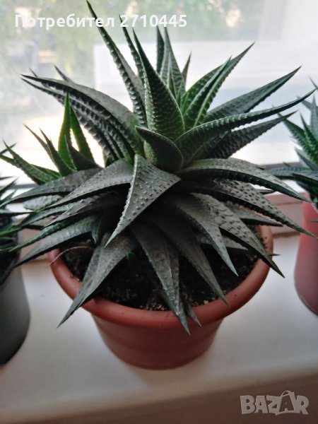 Eкзотично цвете, скулиент, снимка 1