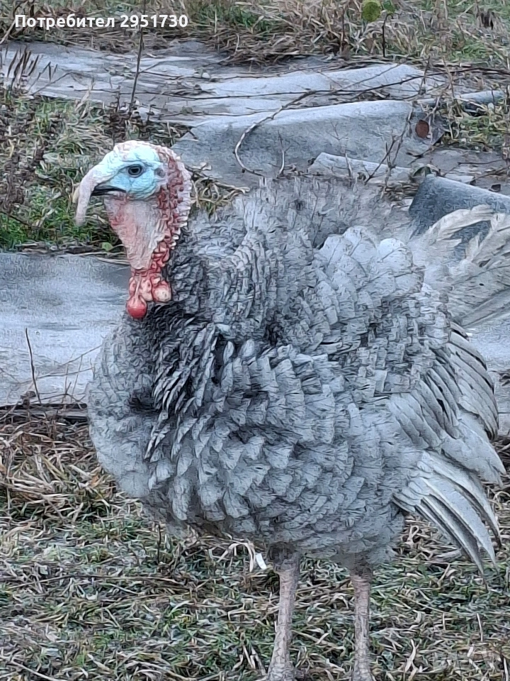 пуйки , снимка 1