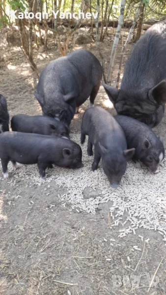 Виетнамски Прасенца, снимка 1