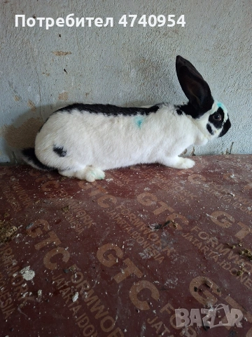 зайци пеперуда, снимка 5 - Други - 53513096