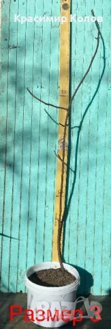 Смокини различни сортове, растения, дръвчета, снимка 13 - Градински цветя и растения - 39336526