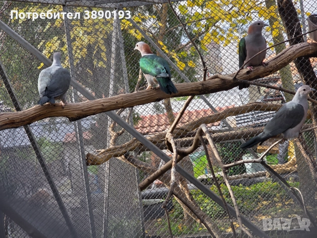 Плодоядни гълъби, снимка 5 - Папагали - 52631202