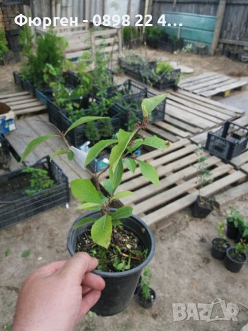 Каликарпа - Налични 2 вида Бяла - Callicarpa dichotoma Albibacea Лилава -Callicarpa dichotoma 'Issai, снимка 7 - Градински цветя и растения - 42145718