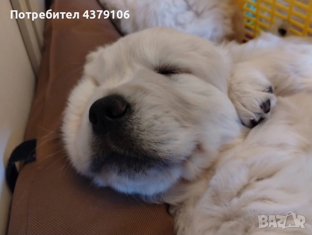 Голдън ретривър момче, снимка 4 - Голдън ретривър - 53087150