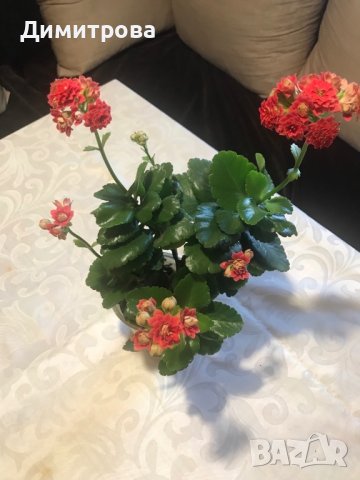 Каланхое , снимка 1