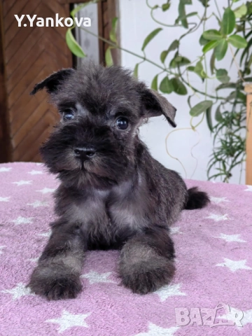 Ексклузивно кучило мини шнауцер Salt & Pepper, снимка 2 - Други - 52515218