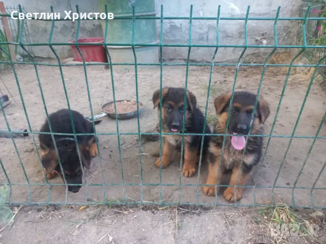 немски овчарки на 2 месеца, снимка 5 - Немска овчарка - 55872865