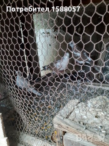 Продавам гугутки скумрии, снимка 6 - Гълъби - 37876216