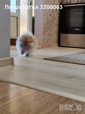 Померан мини померан , снимка 4 - Померан - 53054110