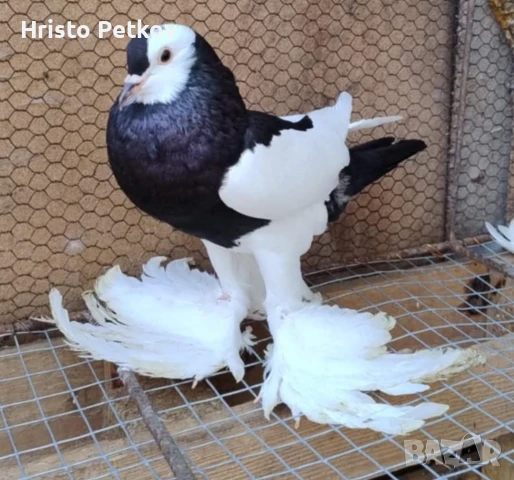 Продавам 4 чифта и 1 младо Седлати Гушести , снимка 5 - Гълъби - 50737868