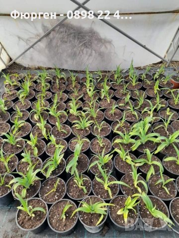 Хемерокалис (Hemerocallis) Double Red Royale, снимка 3 - Разсади - 36680739