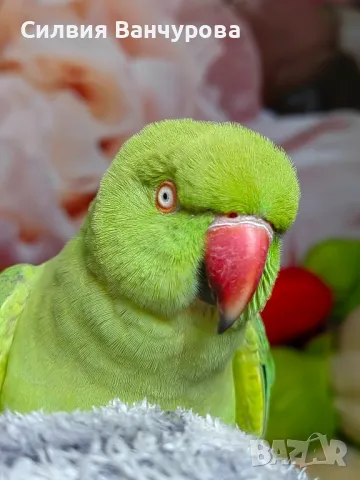 СПЕШНО САМО ДНЕС ЗА 880ЛВ!!Продавам папагал малък Александър заедно с огромна клетка, снимка 1