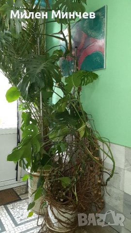 Филодендрон, Philodendron , снимка 1 - Стайни растения - 42678367