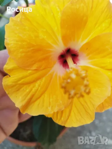 китайска роза , снимка 1