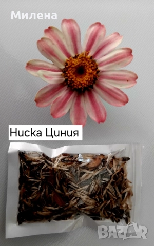 Семена висока и ниска циния , снимка 16 - Сортови семена и луковици - 49165896