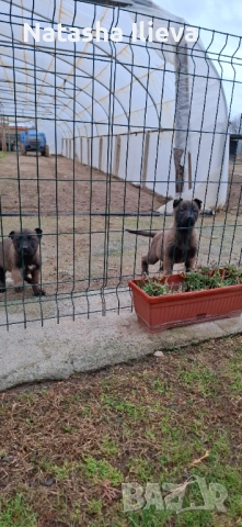 Две момичета Белгийска овчарка малиноа , снимка 5 - Белгийска овчарка - 53051515