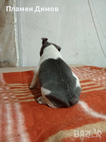 френски булдог 4 момчета и 2 момичета , снимка 10 - Френски булдог - 54026317