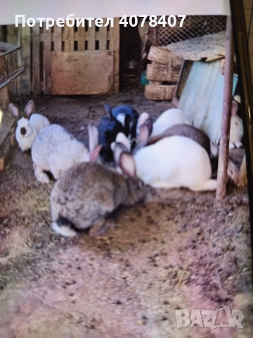 зайци мъжки и женски, снимка 3 - Други животни - 54236687