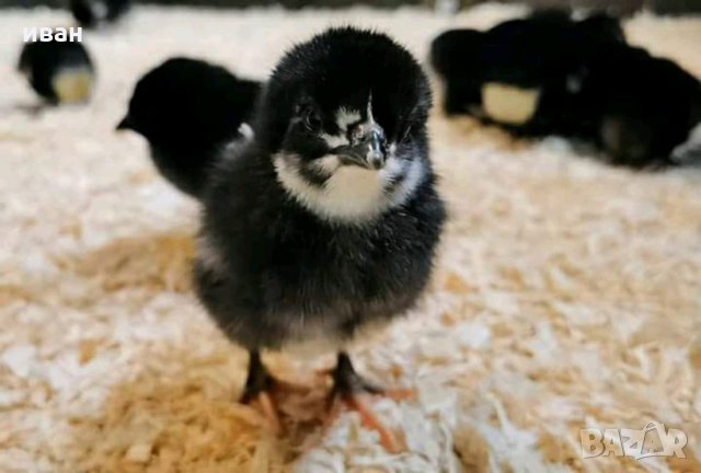 Оплодени яйца от Черно брезе, снимка 6 - други­ - 34127960