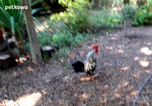 Декоративен петел дончо