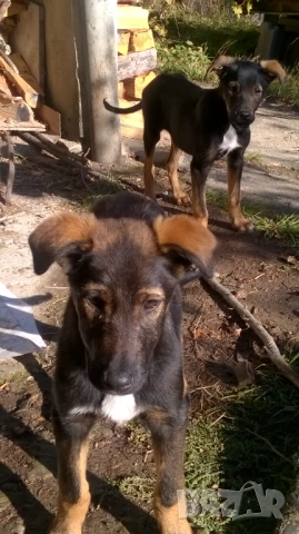 кученца, снимка 2 - Померан - 52187728