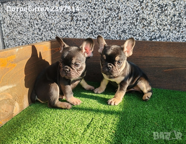 Френски булдог , снимка 3 - Френски булдог - 52372599