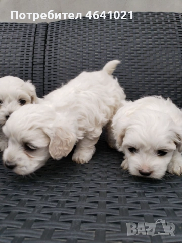 Мини малтийски болонки, снимка 4 - Болонка - 52388717