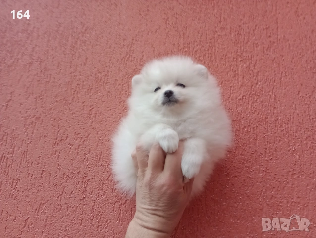 Мъжки Померан. Реални снимки от 01.02.26 г. , снимка 3 - Померан - 53309692