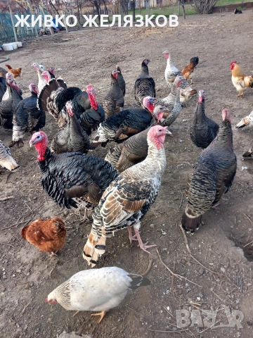 ПРОДАВАМ МЛАДИ ПЕТЛИ, ДОМАШНО ОТГЛЕДАНИ, снимка 2 - Кокошки и пуйки - 53923911