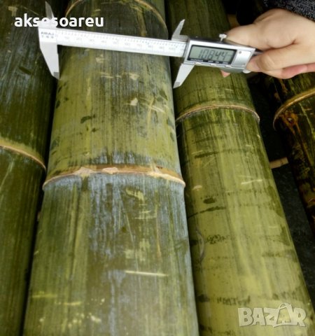 Семена от гигантски бамбук Moso Bambo градински сертифицирани декоративни растения за дома и двора б, снимка 8 - Разсади - 38062500