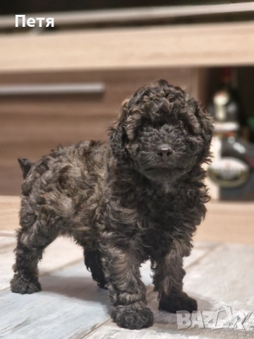 Пудел мини момче, снимка 6 - Пудели - 52651544