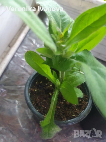 Рудбекия, снимка 4 - Градински цветя и растения - 53078100