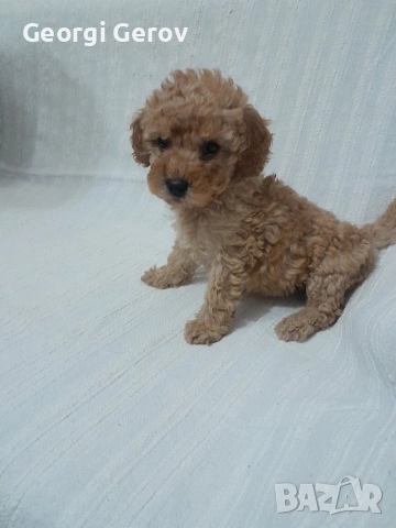 Продавам женско мини пуделче, снимка 3 - Пудели - 53998656