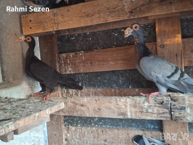 Гълаби кариери , снимка 2 - Гълъби - 52179691