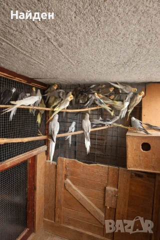 Продавам Корели