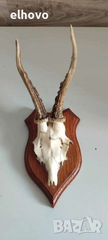 Еленови рога с череп#2, снимка 3 - Антикварни и старинни предмети - 52036006