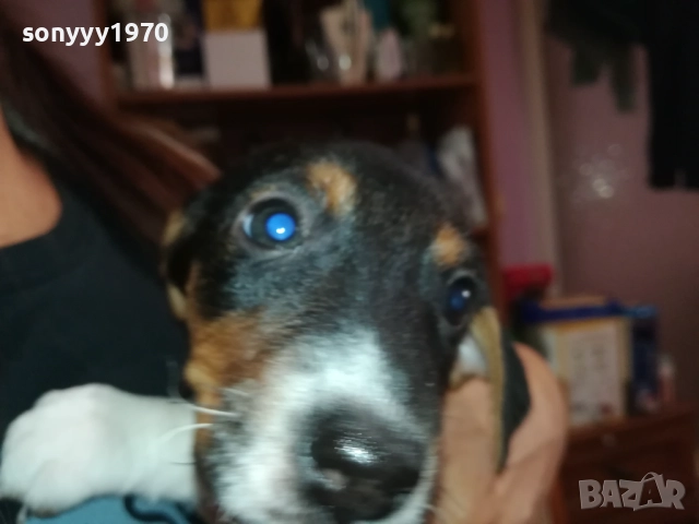 ЖЕНСКО КУТРЕ-ДЖАК РЪСЕЛ НА 40 ДЕНА 2909251558, снимка 5 - Джак ръсел териер - 51879256