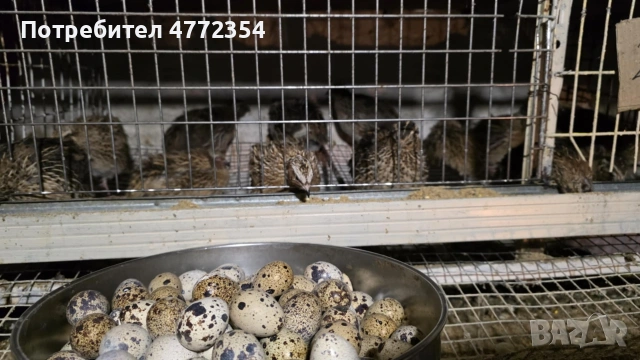 оплодени пъдпъдъчи яйца, снимка 5 - други­ - 53934659