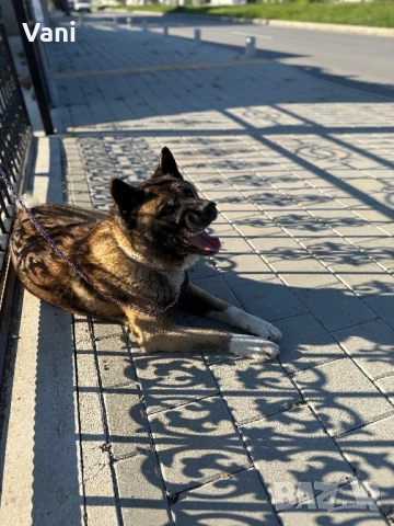 Американска акита кученце, снимка 12 - Акита - 53021892