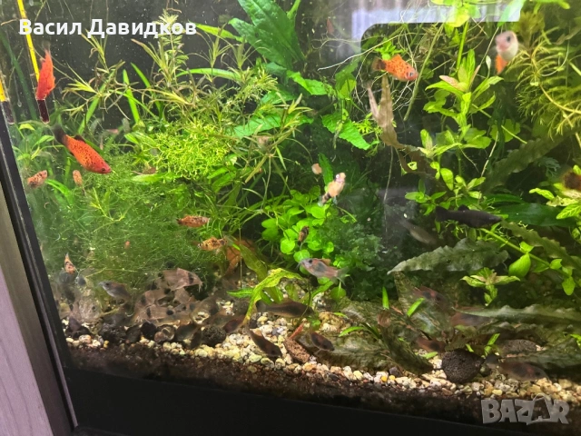 Коридорас Венецуела – най-често Orange или Black, снимка 6 - Рибки - 53884767