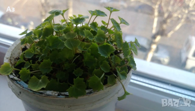 Продавам есенен разсад на Кампанула – синя и бяла, снимка 5 - Разсади - 50508983