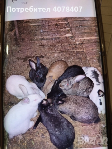 зайци мъжки и женски