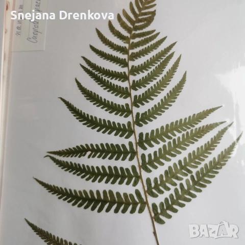 Систематичен хербарий, снимка 2 - Ученически пособия, канцеларски материали - 54219500