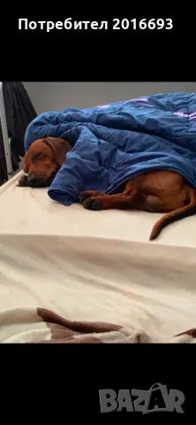 Мъжки дакел Майк си търси женски дакел за разплод., снимка 4 - Дакели - 48446225