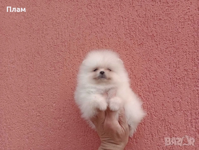 Различни възрасти !!! Померани., снимка 12 - Померан - 54057959