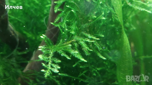 Анцистроси, аквариуми разтения, мъхове