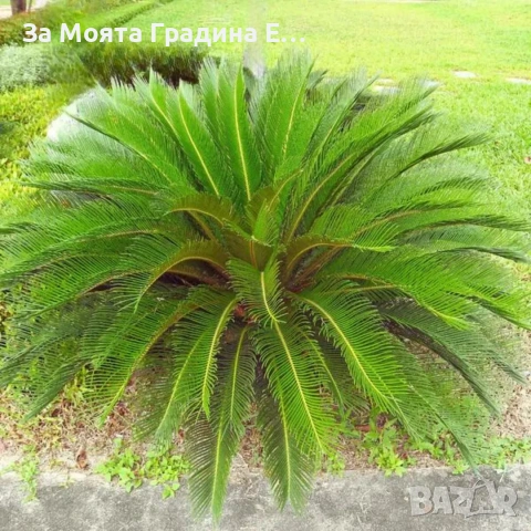 Цикас палма 